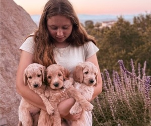 Goldendoodle Puppy for sale in RAMONA, CA, USA