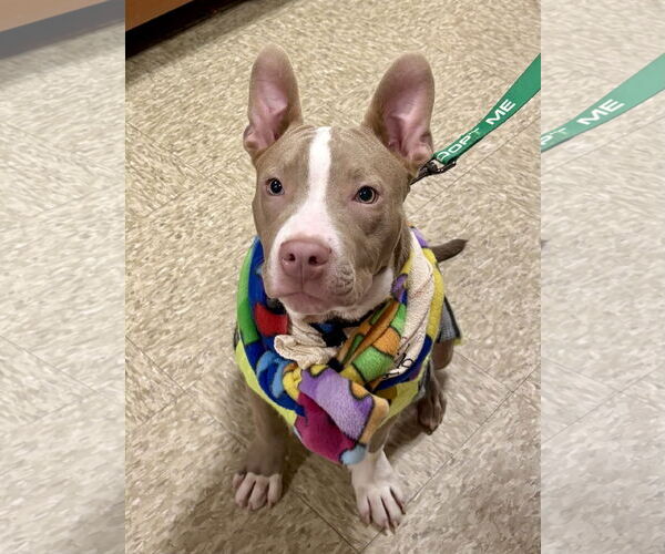 Medium Photo #3 Mutt Puppy For Sale in Omaha, NE, USA