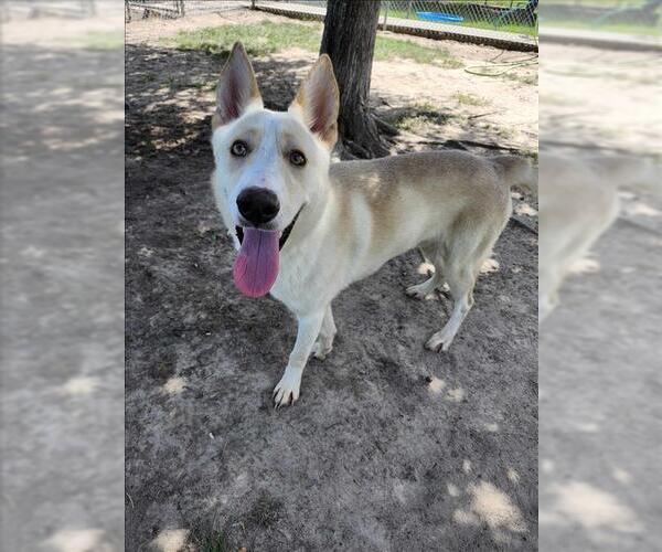Medium Photo #1 Huskies -Unknown Mix Puppy For Sale in Conroe, TX, USA