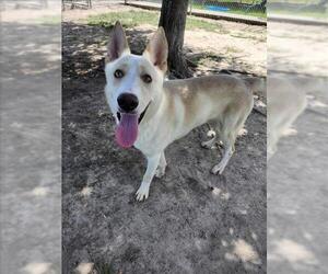 Huskies -Unknown Mix Dogs for adoption in Conroe, TX, USA