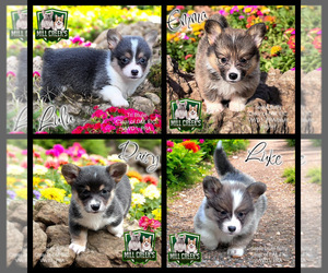 Pembroke Welsh Corgi Litter for sale in TAYLORSVILLE, NC, USA