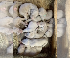 Weimaraner Puppy for sale in PAOLI, IN, USA
