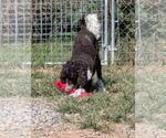 Small #3 Poodle (Standard) Mix