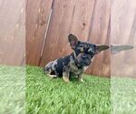 Small Photo #21 French Bulldog Puppy For Sale in DETROIT, MI, USA