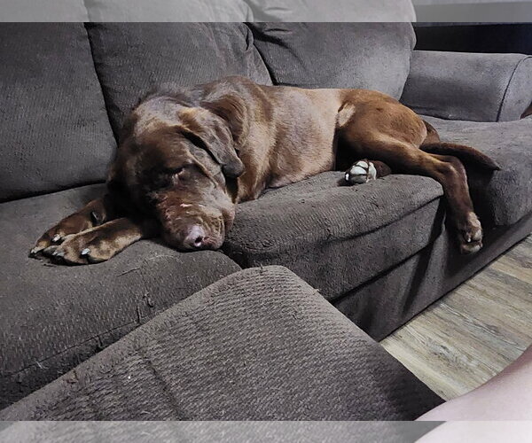 Medium Photo #5 Labrador Retriever Puppy For Sale in Omaha, NE, USA