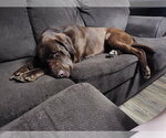 Small #4 Labrador Retriever
