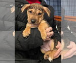 Small #1 Mutt