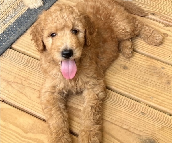 Medium Photo #2 Goldendoodle Puppy For Sale in LOUISBURG, NC, USA