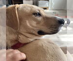 Small #30 American Pit Bull Terrier Mix
