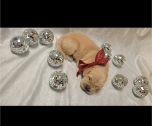 English Cream Golden Retriever Puppy for sale in CHAMPAIGN, IL, USA