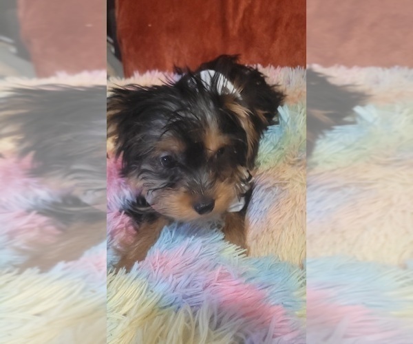 Medium Photo #50 Yorkshire Terrier Puppy For Sale in AKRON, OH, USA