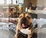 Small Photo #1 Bulldog Puppy For Sale in LAS VEGAS, NV, USA