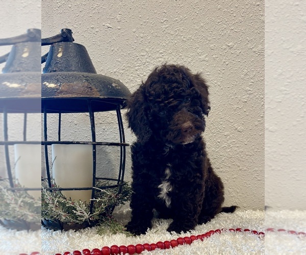 Medium Photo #4 Whoodle (Miniature) Puppy For Sale in DOSS, MO, USA