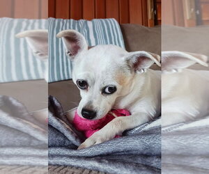 Gidget a/k/a Coconut - Female Chihuahua-Unknown Mix Dog for Adoption - Photo #3