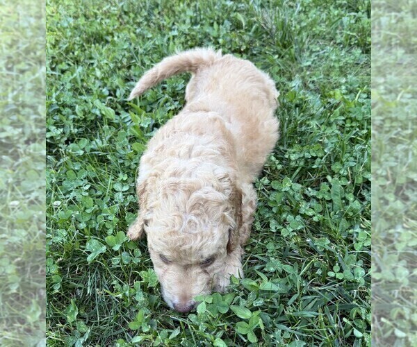 Medium Photo #77 Aussiedoodle Puppy For Sale in ASHEVILLE, NC, USA
