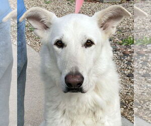 - Mix Dogs for adoption in Phoenix, AZ, USA
