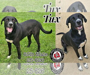 Labrador Retriever-Unknown Mix Dogs for adoption in Georgetown, KY, USA