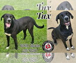 Small Labrador Retriever Mix