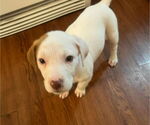 Small #29 Bullboxer Pit