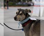 Small #13 Huskies  Mix