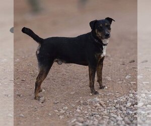 Labrador Retriever-Unknown Mix Dogs for adoption in Cottonwood, AZ, USA