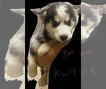 Small Siberian Husky