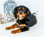 Puppy Cocoa Cavalier King Charles Spaniel