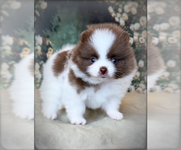 Medium Photo #3 Pomeranian Puppy For Sale in BLANCHARD, OK, USA