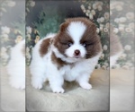 Small #2 Pomeranian