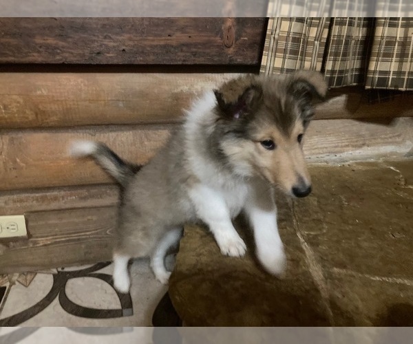 Medium Photo #3 Collie Puppy For Sale in SOMERSET, CO, USA