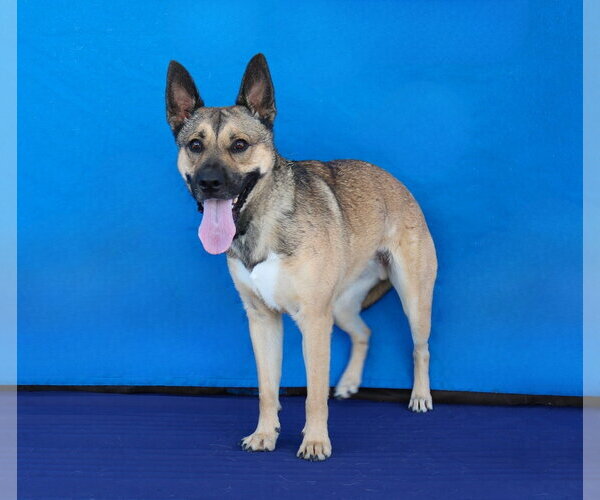 Medium Photo #2 German Shepherd Dog-Unknown Mix Puppy For Sale in Pasadena, CA, USA