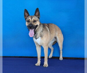BUDDY - Male German Shepherd Dog-Unknown Mix Dog for Adoption - Photo #2