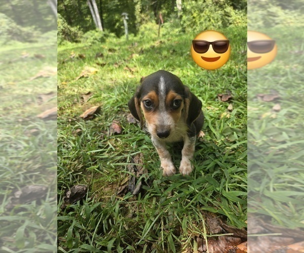 Medium Photo #3 Beagle Puppy For Sale in SYLVA, NC, USA
