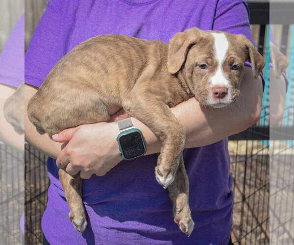 Medium Photo #2 American Staffordshire Terrier-Boston Terrier Mix Puppy For Sale in Huntley, IL, USA
