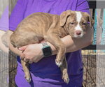 Small #1 American Staffordshire Terrier-Boston Terrier Mix