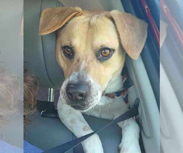 Medium Photo #3 Beagle-Unknown Mix Puppy For Sale in Dunnellon, FL, USA