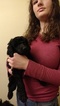 Small Photo #1 Poodle (Standard) Puppy For Sale in TACOMA, WA, USA