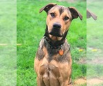 Small American Pit Bull Terrier Mix
