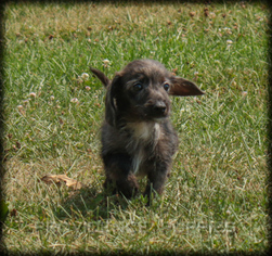 Doodle Puppy for sale in WAYLAND, IA, USA