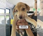 Small #5 Catahoula Leopard Dog