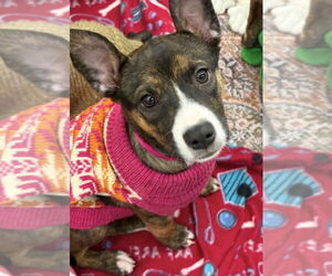 Labrador Retriever-Unknown Mix Dogs for adoption in The Woodlands, TX, USA