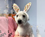 Small #4 Anatolian Shepherd