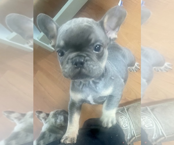 Medium Photo #1 French Bulldog Puppy For Sale in LAPEER, MI, USA