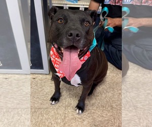 American Pit Bull Terrier-Unknown Mix Dogs for adoption in Germantown, OH, USA