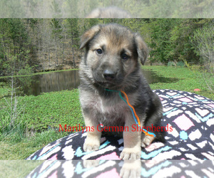 German Shepherd Dog Puppy for Sale in PIEDMONT, Missouri USA