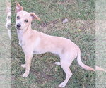 Small Photo #6 Chihuahua-Unknown Mix Puppy For Sale in San Bernardino, CA, USA
