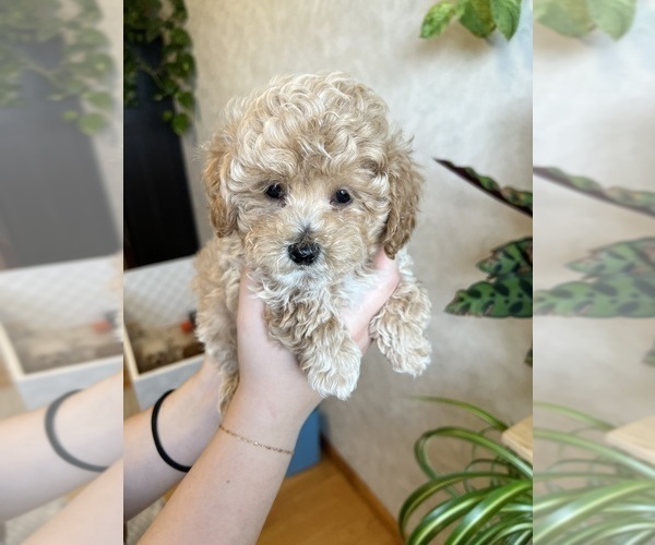 Medium Photo #6 Poodle (Toy) Puppy For Sale in MOUNT SOLON, VA, USA