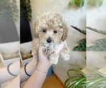 Small #5 Poodle (Toy)