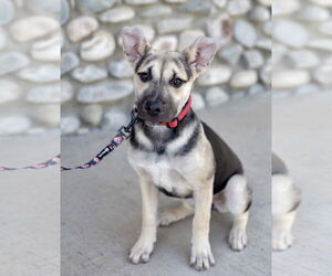 Piper - Female Labrador Retriever-Unknown Mix Dog for Adoption - Photo #3