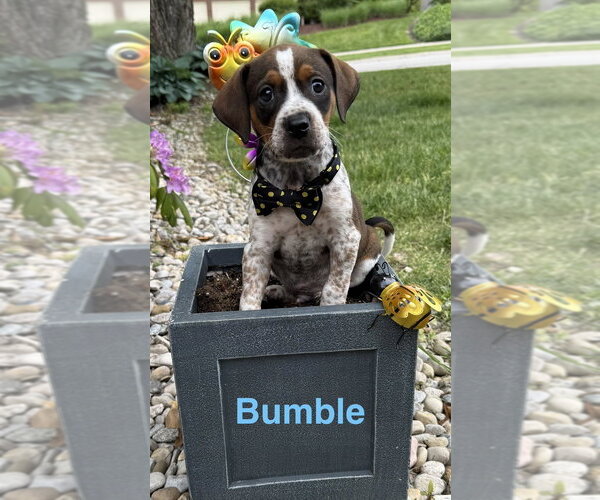 Medium Photo #1 Beagle-Unknown Mix Puppy For Sale in Aurora, IN, USA